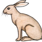 hare-clipart-hare-clip-art-5-150x150